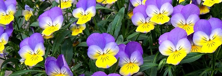 Bunte Stiefmütterchenblüten